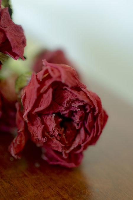 Dried dark coral-pink peony