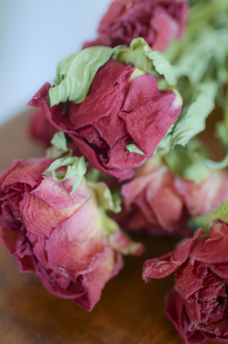 Dried dark coral-pink peony