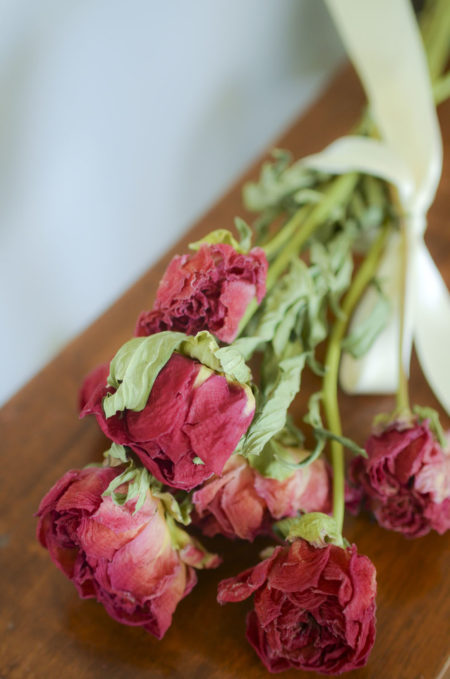 Dried dark coral-pink peony