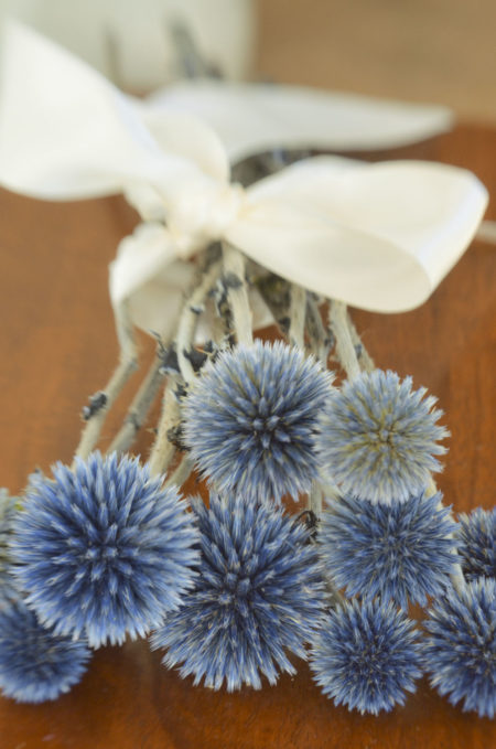 Preserved blue echinops