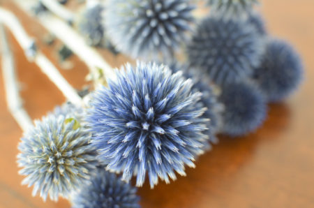 Preserved blue echinops