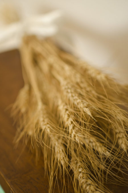 Dried golden bearded wheat