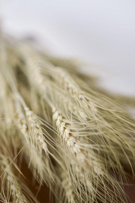Dried green bearded wheat