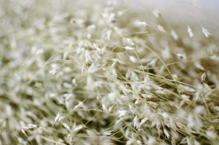 Dried Indian rice grass