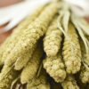Dried limelight millet