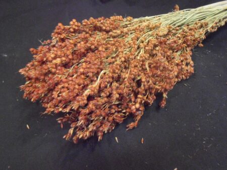 Bunch of dried red sorghum