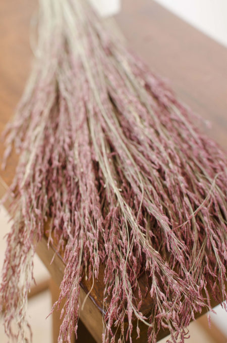 Dried ruby-red silk grass