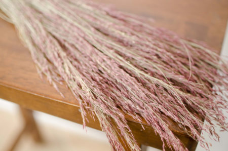 Dried ruby-red silk grass