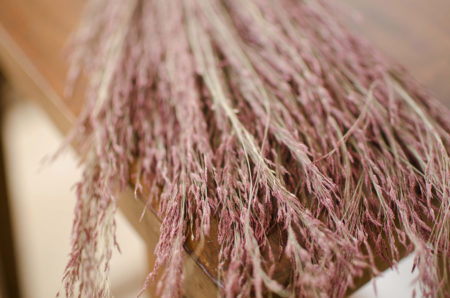 Dried ruby-red silk grass