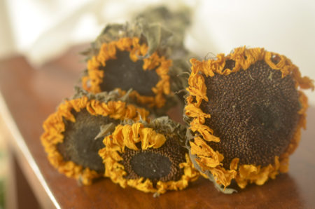 Dried sunflowers