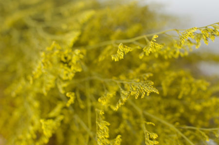Preserved yellow misty (caspia)