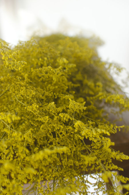 Preserved yellow misty (caspia)