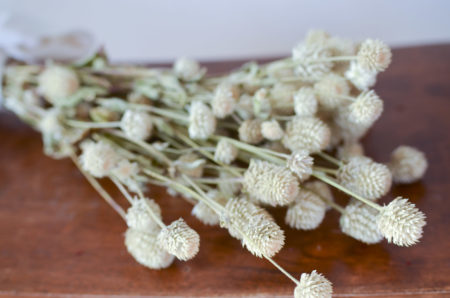 Dried ivory globe amaranth