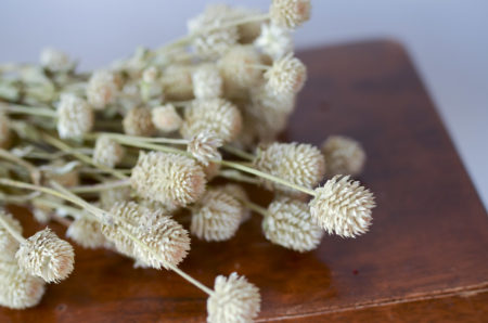 Dried ivory globe amaranth