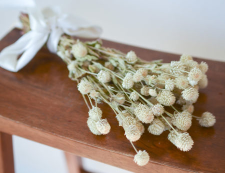 Dried ivory globe amaranth