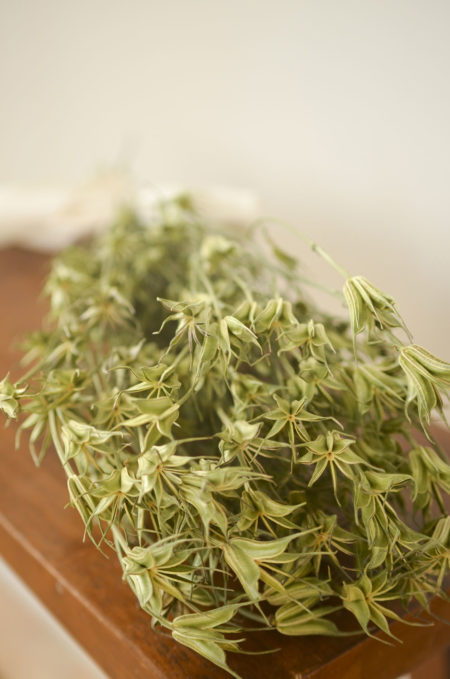 Dried oriental nigella