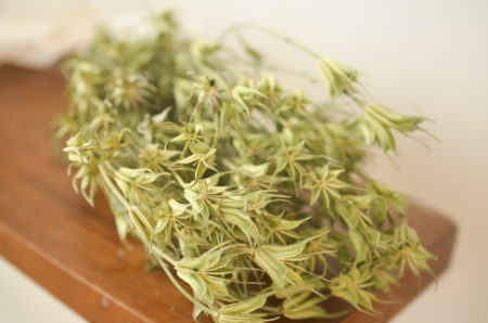 Dried oriental nigella