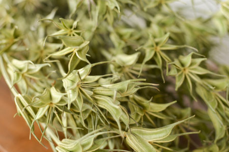 Dried oriental nigella