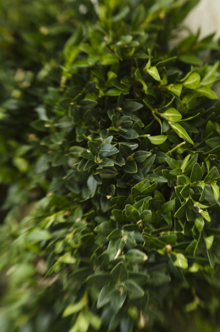 Square fresh boxwood wreath