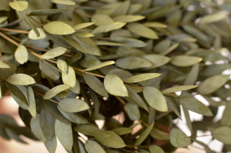 Preserved olive-green teardrop eucalyptus