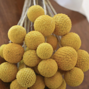 Preserved yellow billy balls