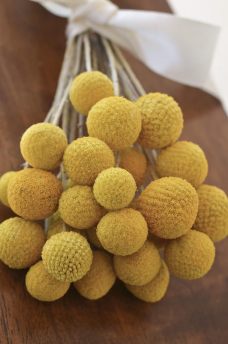 Preserved yellow billy balls