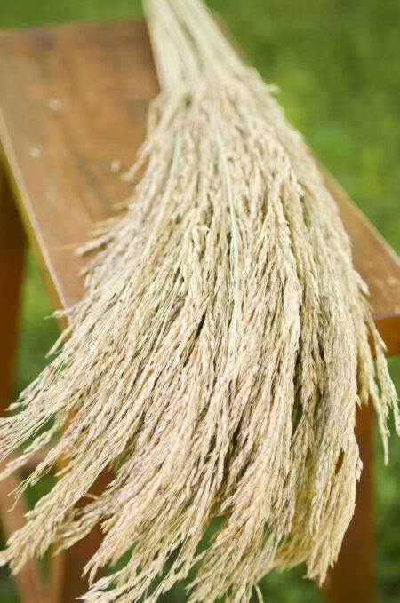 Bunch of natural dried congo grass