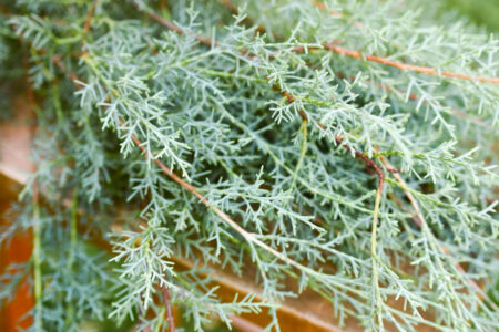 Bunch of fresh Carolina sapphire cypress