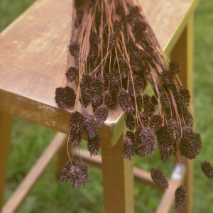 Bunch of dried chocolate-brown phalaris grass