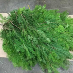 Bunch of fresh Douglas fir boughs