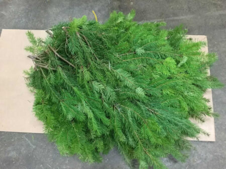 Bunch of fresh Douglas fir boughs