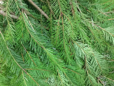 Bunch of fresh Douglas fir boughs