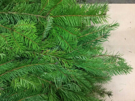 Bunch of fresh Douglas fir boughs