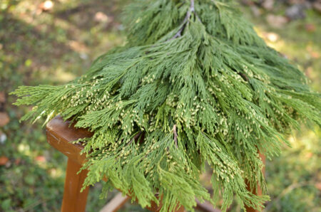 Fresh bunch of incense cedar