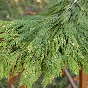 Fresh bunch of incense cedar