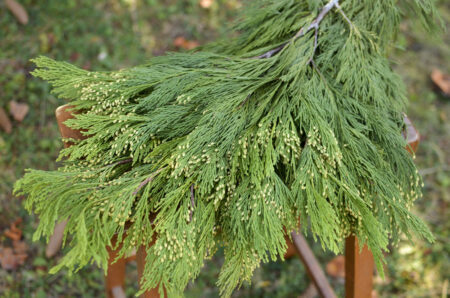 Fresh bunch of incense cedar