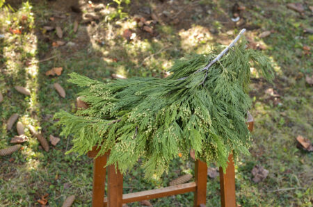 Fresh bunch of incense cedar