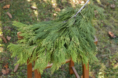 Fresh bunch of incense cedar