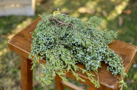 Fresh bunch of berried juniper