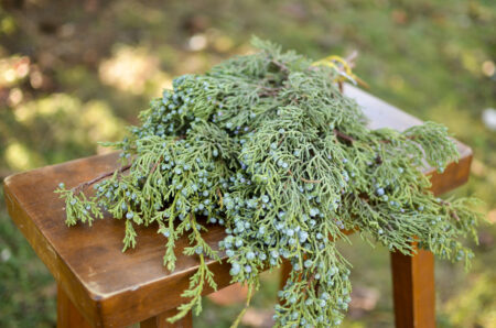 Fresh bunch of berried juniper