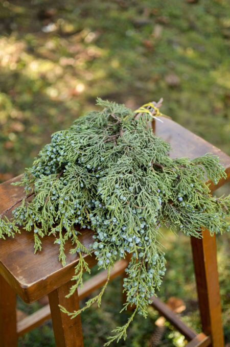 Fresh bunch of berried juniper