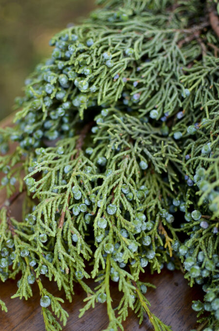 Fresh bunch of berried juniper