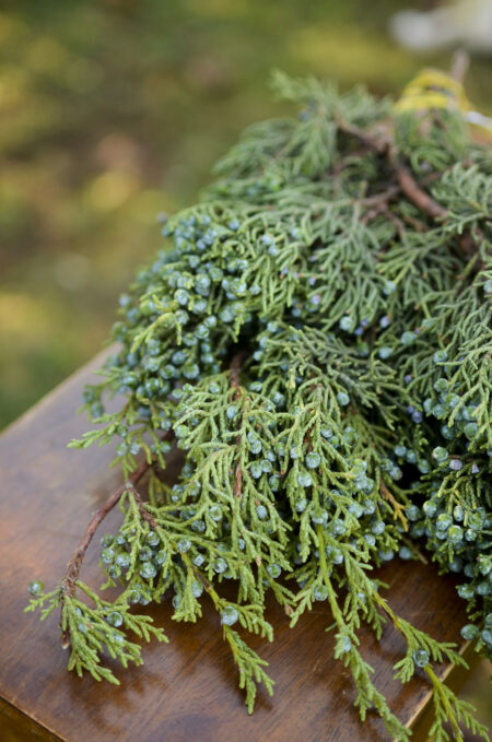 Fresh bunch of berried juniper