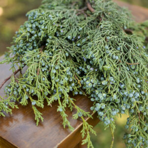 Fresh bunch of berried juniper