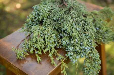 Fresh bunch of berried juniper