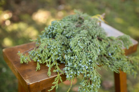 Fresh bunch of berried juniper