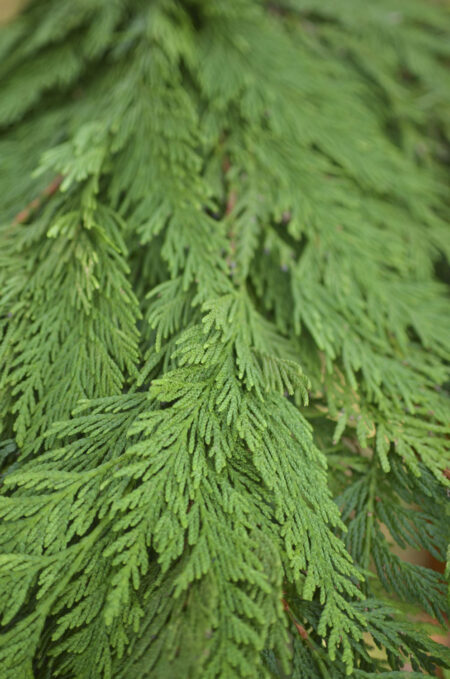 Fresh bunch of western cedar