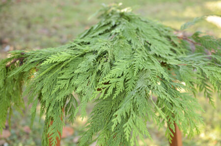 Fresh bunch of western cedar