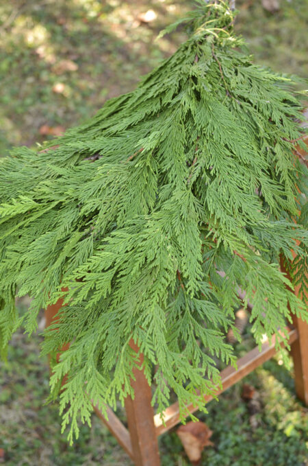 Fresh bunch of western cedar