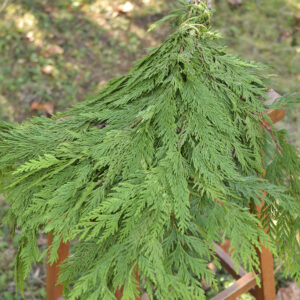 Fresh bunch of western cedar